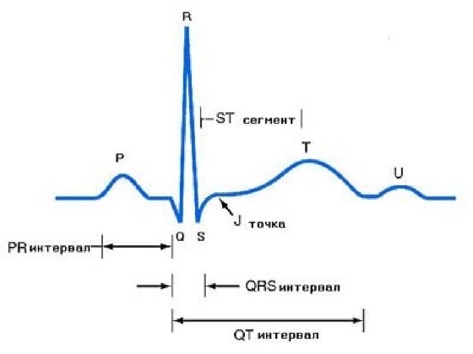 Qrs на экг. Комплекс QRS на ЭКГ норма. Нормы зубцов и интервалов ЭКГ. Зубцы и интервалы нормальной ЭКГ. ЭКГ С обозначением зубцов интервалов и комплексов.