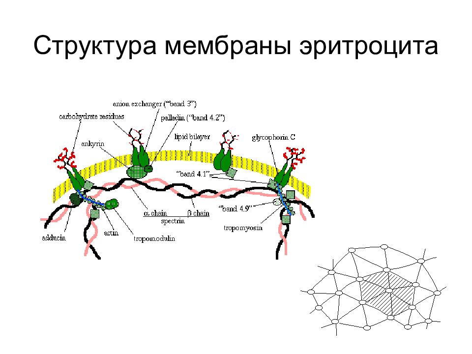 Состав и строение оболочки. Схема строения клеточной мембраны эритроцита. Строение мембраны эритроцита. Структурные компоненты мембраны эритроцита. Расположение антигенов на мембране эритроцита.