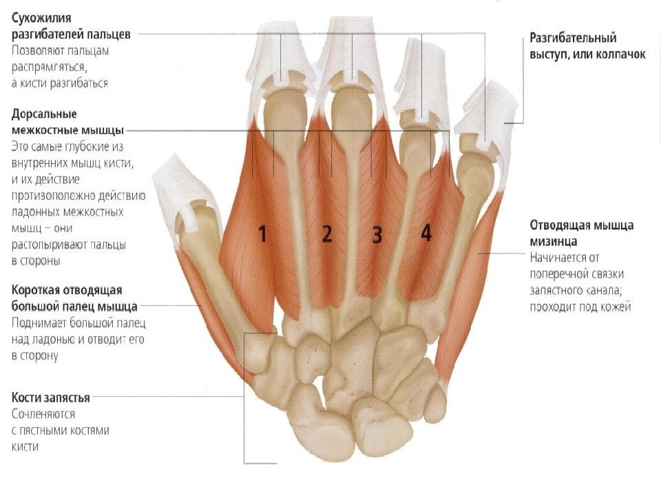 Межкостные мышцы. Дорсальные межкостные мышцы кисти. Три ладонные межкостные мышцы. Межкостная дорсальная мышца 1. Ладонные межкостные мышцы начало.
