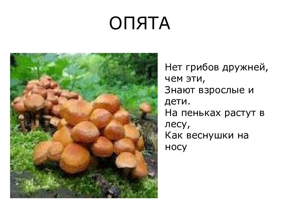на пеньках растут в лесу как веснушки. на пеньках растут в лесу как веснушки. гриб веснушка как выглядит. нет грибные имена непонятны для меня. под сосной растут сестрички ярко рыжие.