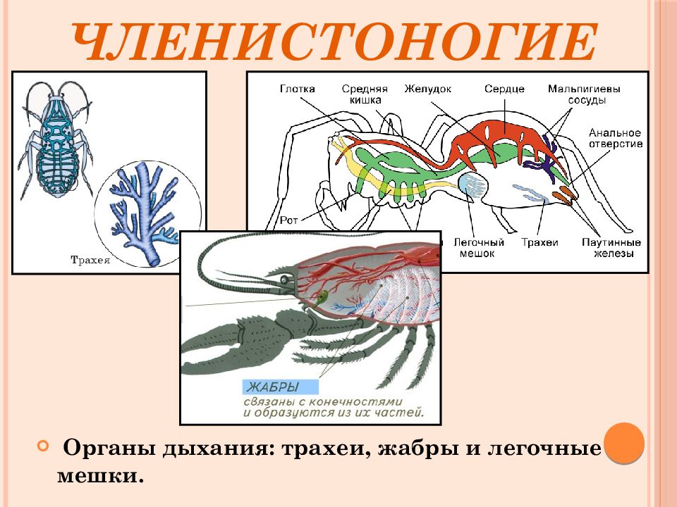 Представители моллюсков и членистоногих рисунок егэ