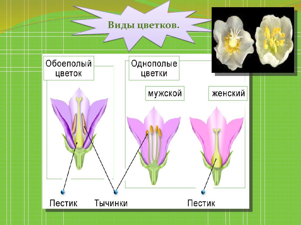 Признаки обоеполых. Типы цветков. Обоеполый, мужской, женский цветок. Обоеполые и однополые цветки формула цветка. Типы цветков обоеполые и однополые.