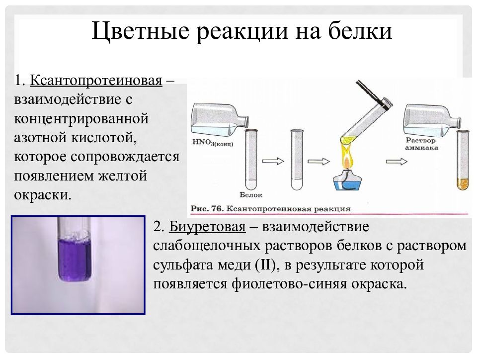 Реакции на белки. Качественные цветные реакции на белки. Цветные реакции на белки биуретовая и ксантопротеиновая реакции. Цветные реакции на белки: биуретовая, ксантопротеиновая.. Цветная реакция на белок биуретовая реакция.