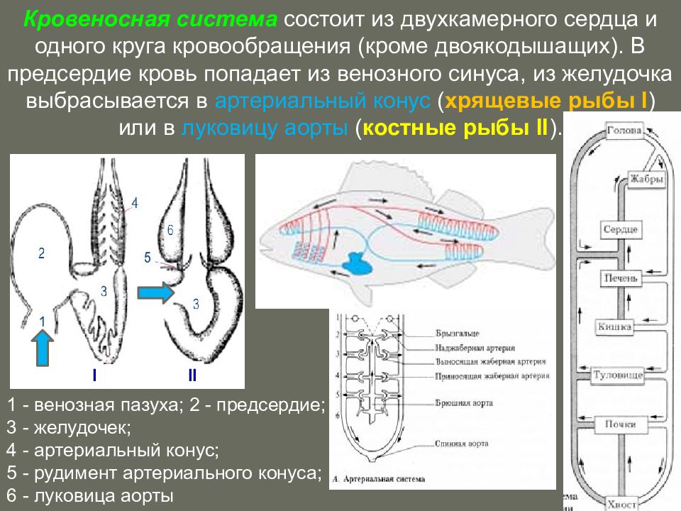 Двухкамерное сердце состоит