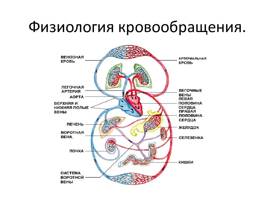 Схема органов кровообращения