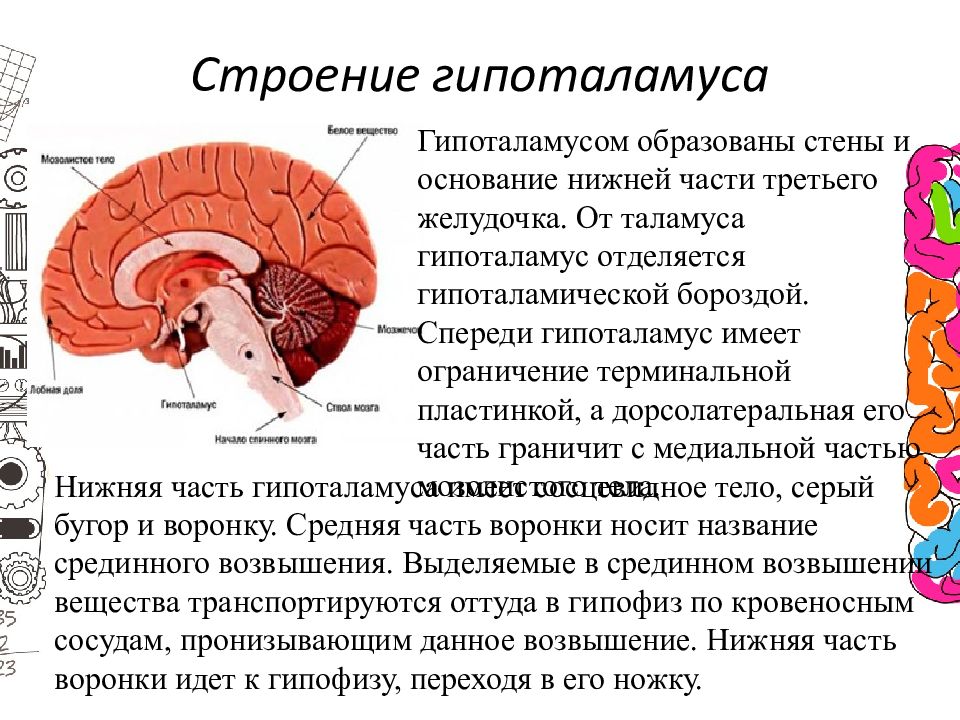 Гипоталамические структуры головного мозга. Гипоталамус наружное строение. Анатомические структуры гипоталамуса. Строение ядер гипоталамуса. Функции гипоталамуса анатомия.