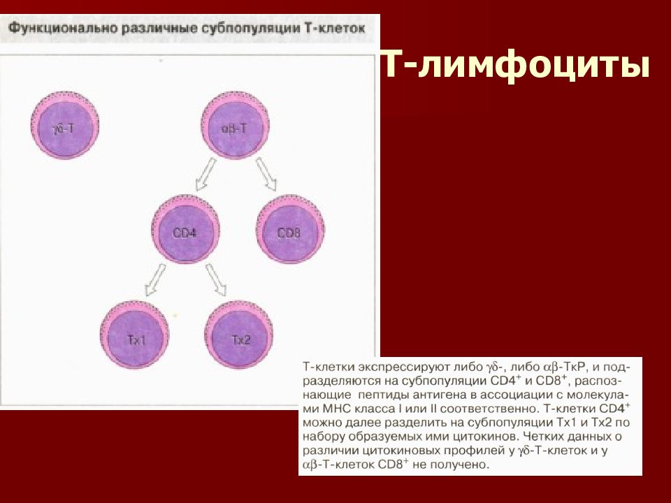 Отклонения лимфоцитов. Лимфоцит. Т-лимфоциты в крови. Деление лимфоцитов. Лимфоциты 6.