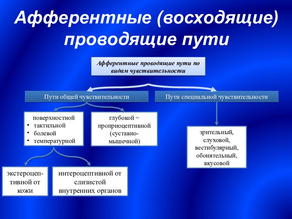 Пути нервной системы. Классификация проводчщей путей. Афферентные проводящти путьт. Афферентные проводящие пути. Проводящие пути классификация.