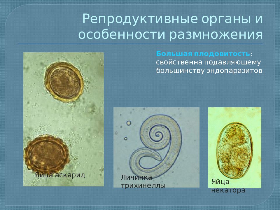 Особенности строения связанные с паразитическим образом жизни. Трихинелла строение яйца. Яйца трихинеллы описание.