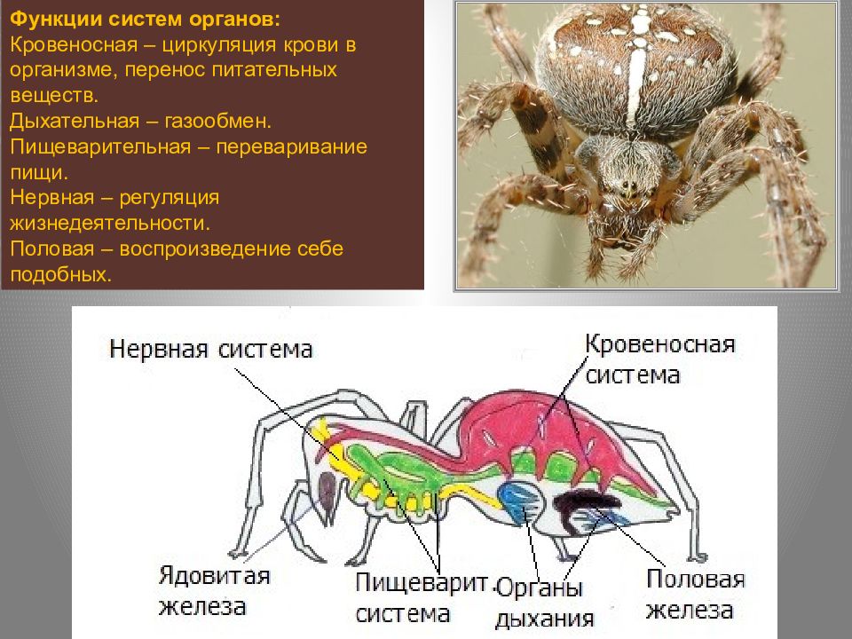 Класс паукообразные 7 класс. Кровеносная система паукообразных 7 класс. Нервная система паукообразных 7 класс биология. Внутреннее строение сенокосца. Системы органов паукообразные 7 класс.