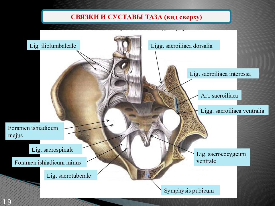 Со связками. Крестцово подвздошный сустав анатомия строение. Связки таза спереди. Кости тазы суставы анатомия. Соединение костей таза вид спереди.