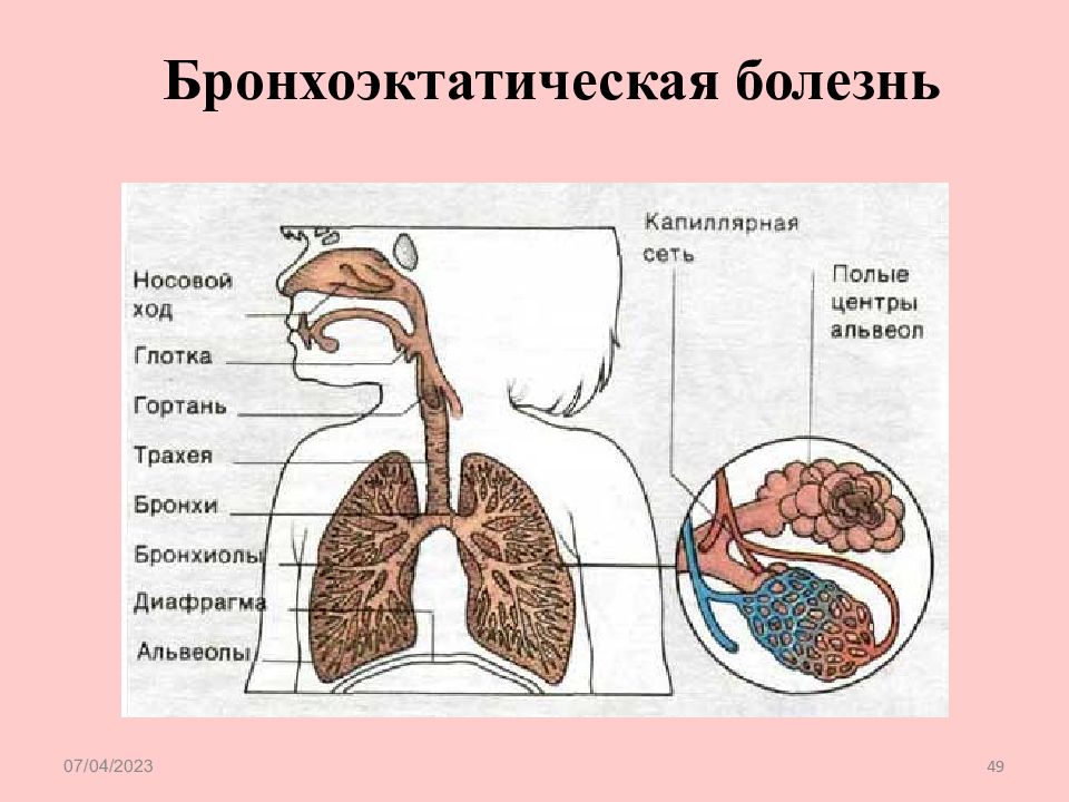 Какой процесс происходит в альвеолах. Какой процесс происходит в альвеолах