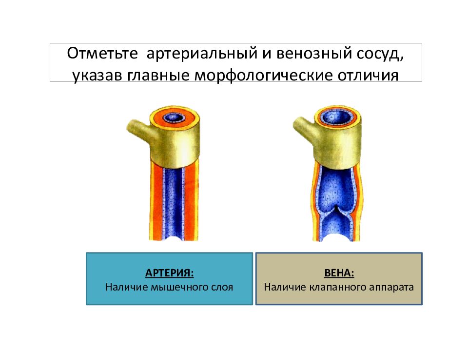 Укажите сосуд. Артериальное и венозное различие. Артериальная и венозная кровь отличия. Артериальны и венозные чосуды рвзницв. Отличие венозной и артериальной.