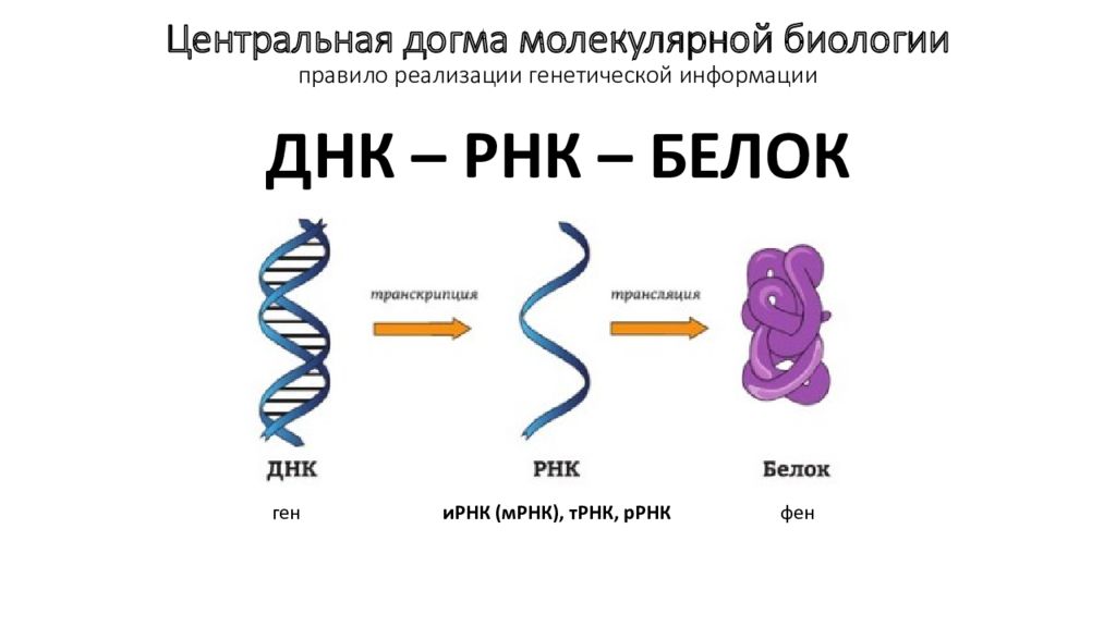 Центральная догма молекулярной биологии это