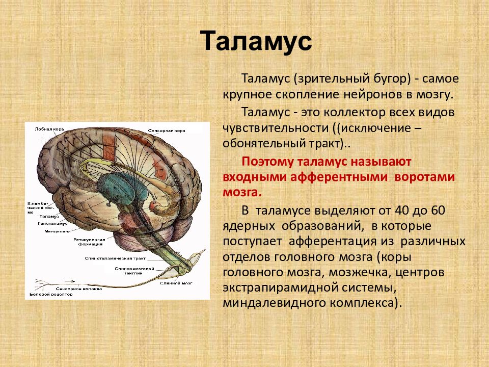 Что такое таламус. Таламус головного мозга. Таламус анатомия. Физиология промежуточного мозга. Продолговатый мозг физиология.