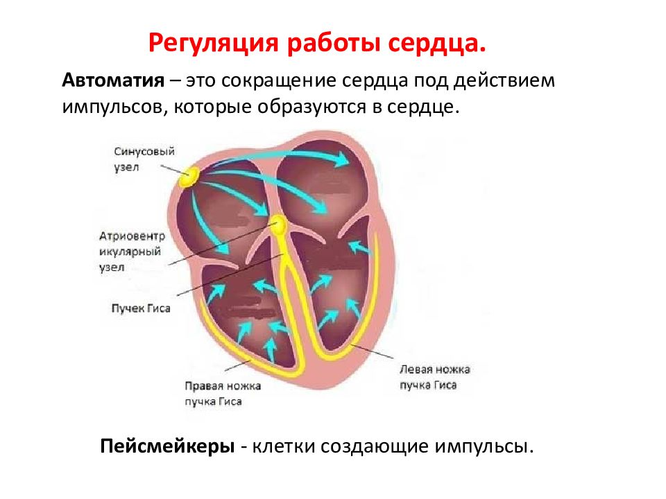 Сердце образовано. Работа сердца. Автоматия сердца 8 класс биология. Автоматия сердца. Схема работы сердца.