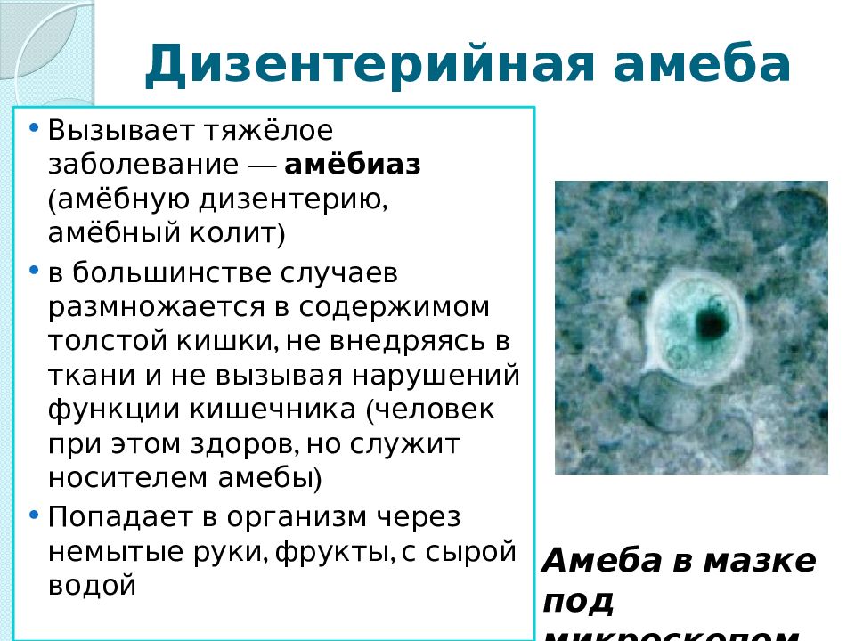 Дизентерийная амеба систематика. Амёба дизентерийная 5 класс биология. Дизентерийная амеба строение. Просветная форма дизентерийной амебы.