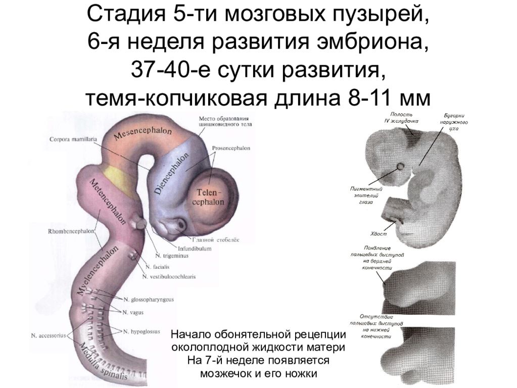 Стадия пяти мозговых пузырей. Стадия развития 5 мозговых пузырей. Стадии мозговых пузырей таблица. Онтогенез нервной системы (3 мозгового пузыря, 5 мозговых пузырей).. Стадии 5 мозговых пузырей таблица.