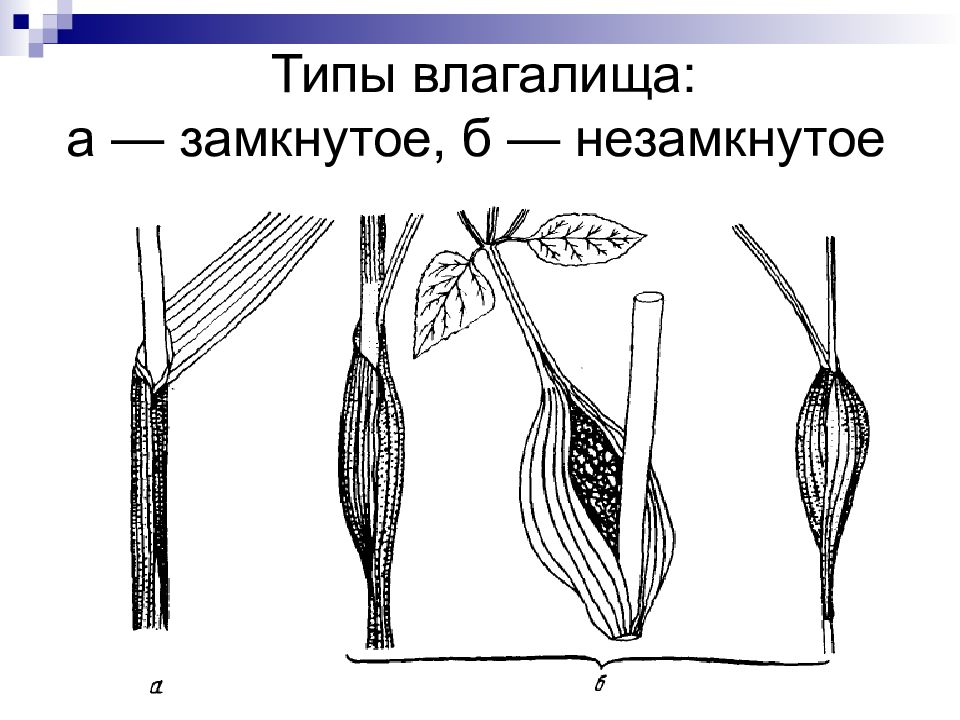 Основание листа