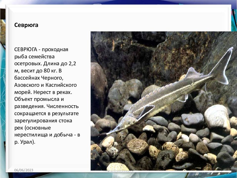 Проходные рыбы. Севрюга в Каспийском море. Осетровые проходные рыбы. Севрюга рыба. Севрюга фото и описание.