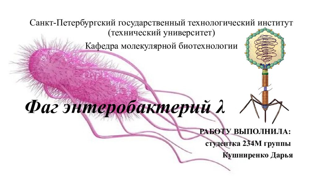 Фаг энтеробактерий λ