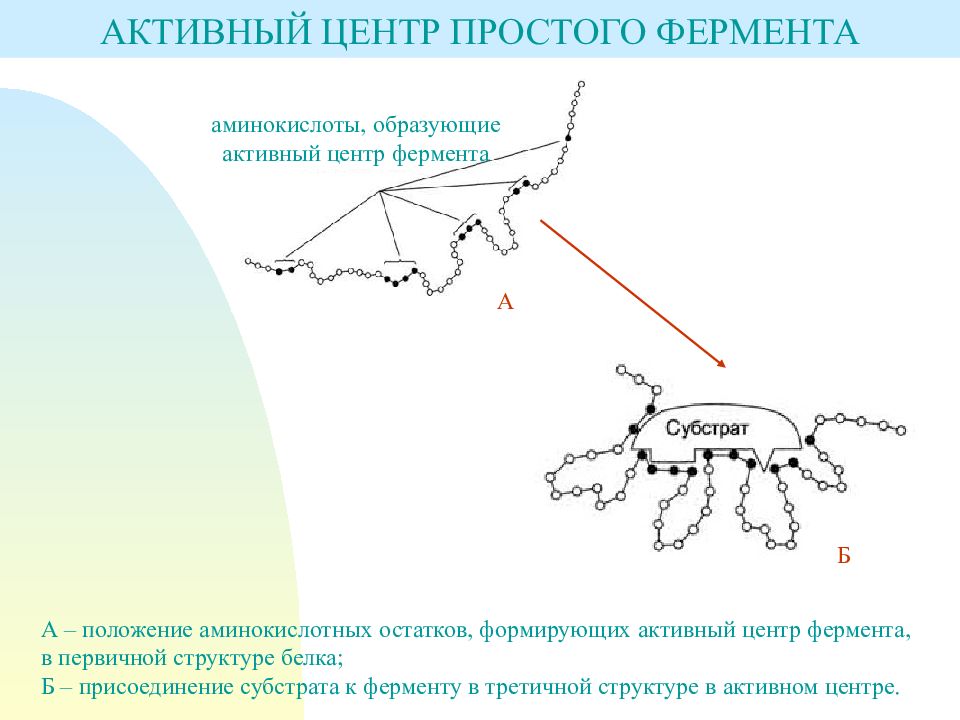 Активный центр фермента. Активный центр простых ферментов. Аминокислоты активного центра фермента. Активный центр фермента состоит. Активный центр фермента формируется.