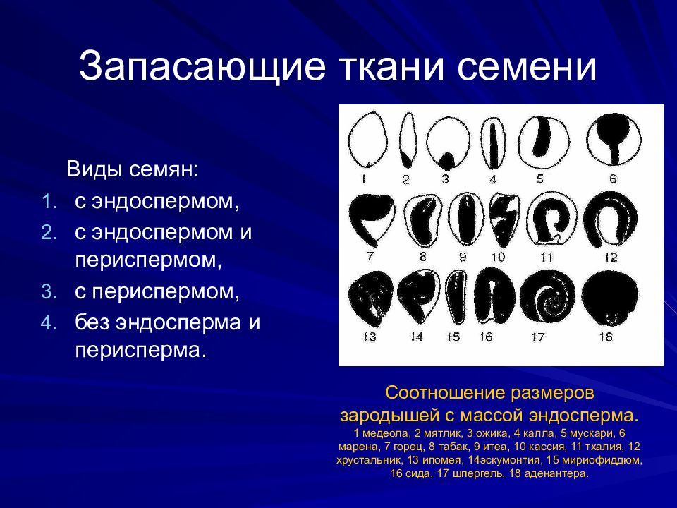 Ткани семени растения. Семена с эндоспермом и периспермом. Семена двудольных с периспермом и эндоспермом. Строение семени с периспермом. Типы семян с эндоспермом.