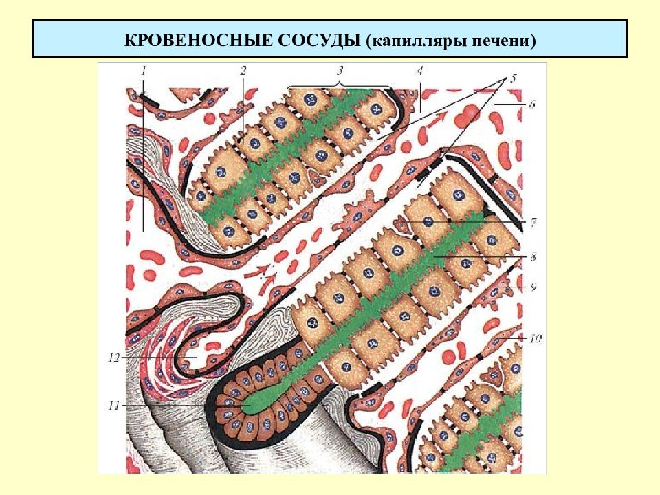 Укрепление сосудов и капилляров. Капилляры печени. Печеночная долька капилляры. Сосудисто капиллярная пластинка. Синусоидальные капилляры печени препарат.