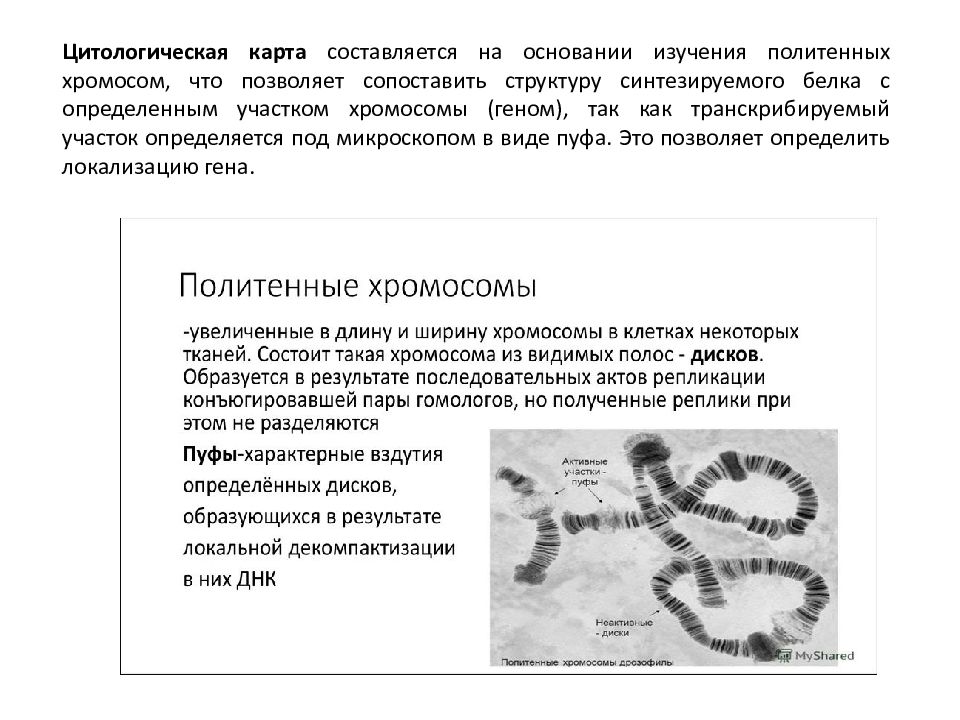 Что такое генетическая карта хромосомы