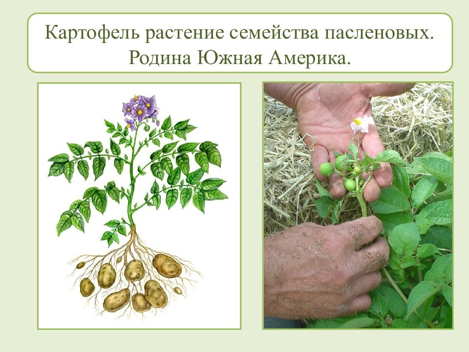 Многообразие и происхождение культурных растений