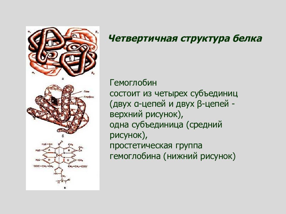 4 структуры белков. Четвертичная структура белка гемоглобина. Гемоглобин белок четвертичной структуры. Четвертичная структура биохимия. Четвертичная структура гемоглобина.