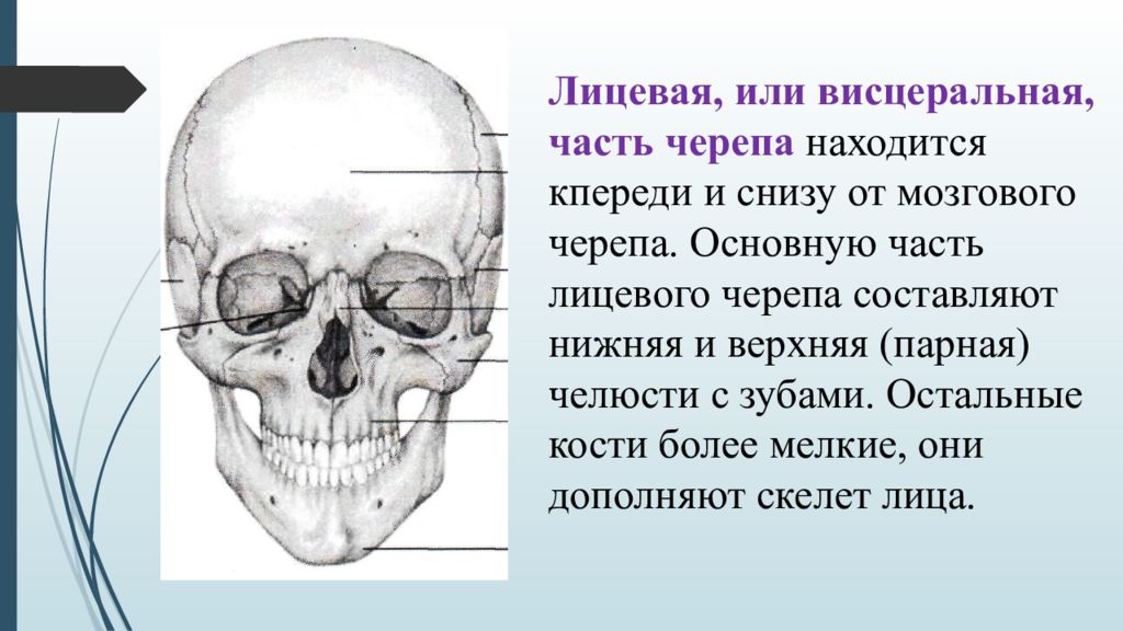 Мозговая лицевая часть черепа. Лицевой череп. Строение черепа. Кости лицевого черепа. Строение черепа мозговой и висцеральный череп.