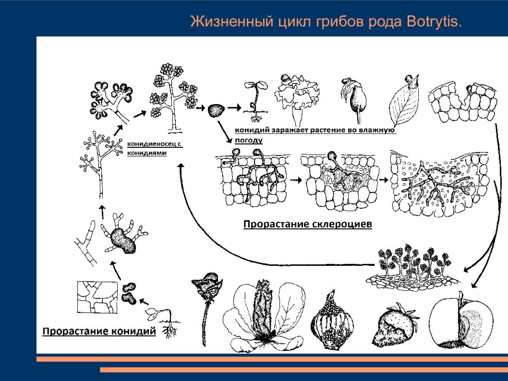 Циклами являются рисунки. Цикл развития грибов. Дейтеромицеты жизненный цикл. Жизненный цикл дейтеромицетов. Стадии цикла развития грибов.