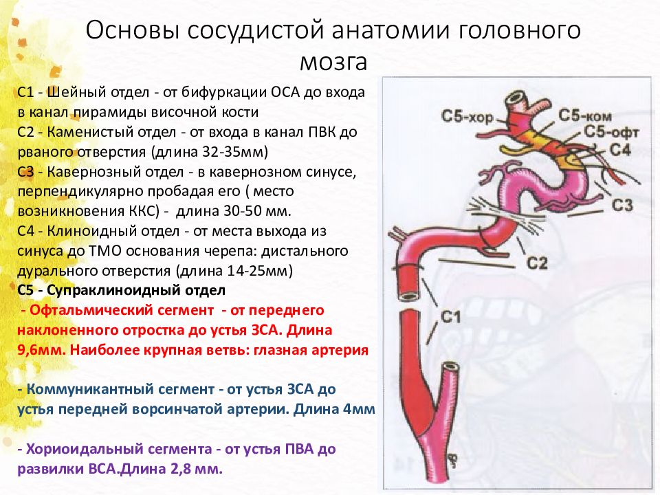 Схема сонной артерии