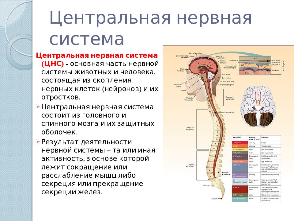 Сколько живет нерв. ЦНС анатомия человека. Центральная нервная система состоит у животных из. Каково строение центральной нервной системы. Какими структурами образована Центральная нервная система.