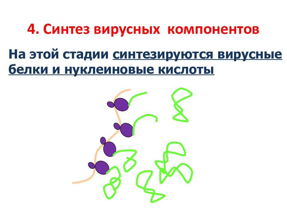 Синтез вирусного. Синтез вирусных компонентов. Синтез вирусных белков микробиология. Вирусные белки синтезируются. Белки и нуклеиновые кислоты.