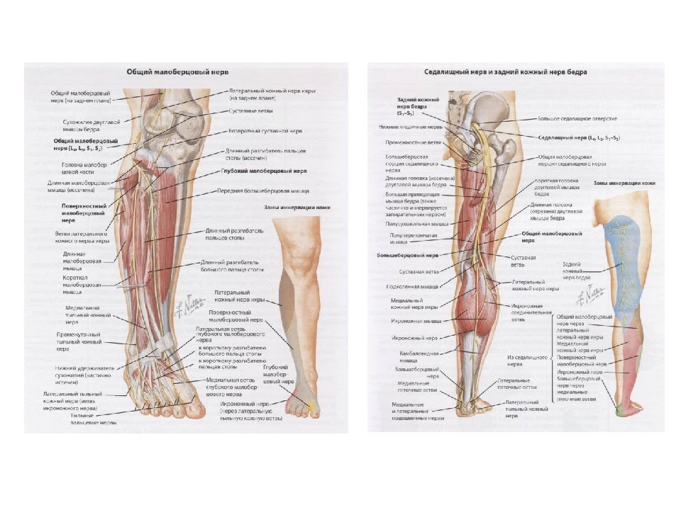 Центр анатомия. Топография нижней конечности топографическая анатомия. Нервы нижней конечности топографическая анатомия. Послойная топография нижней конечности. Топографическая анатомия нижней конечности лекция.