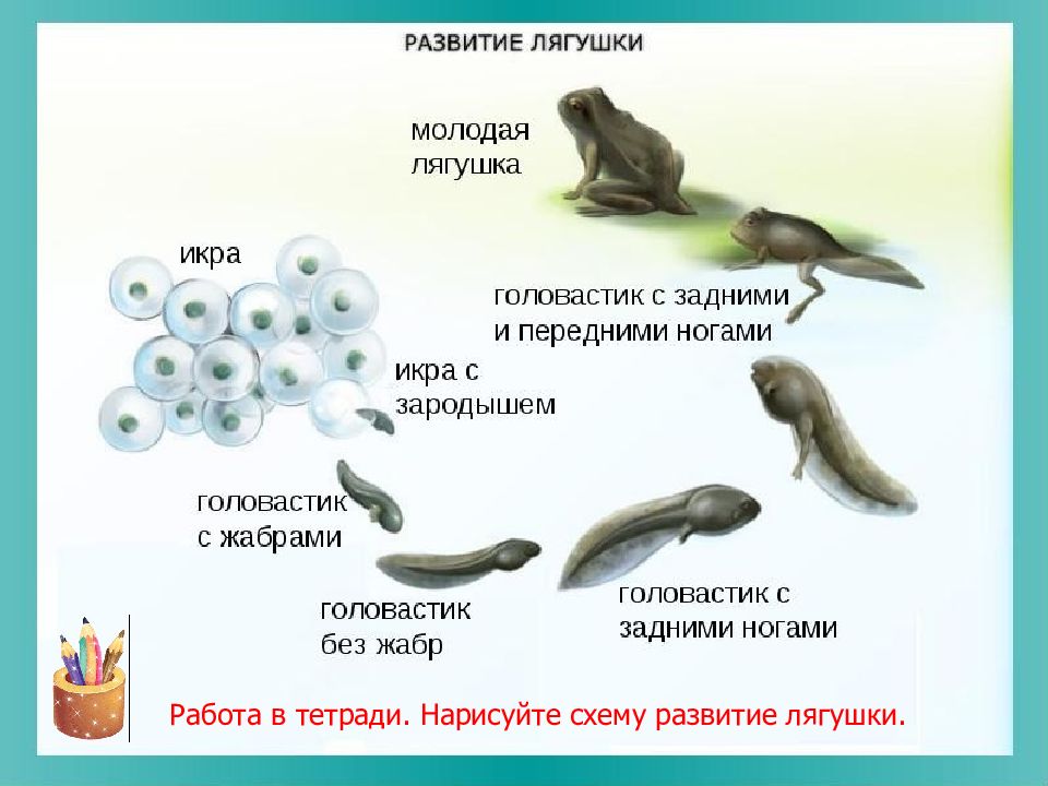 С чем связано развитие земноводных. Размножение и развитие земноводных. Развитие лягушки. Цикл развития лягушки. Схема развития земноводных 3 класс.