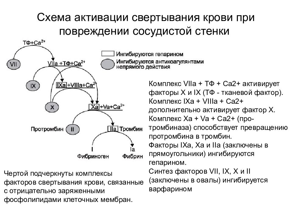 Факторы свертывания. Схема активации факторов свертывания крови. Активация факторов свертывания крови. 13 Факторов свертывания крови схема. Факторы влияющие на скорость свертывания крови.