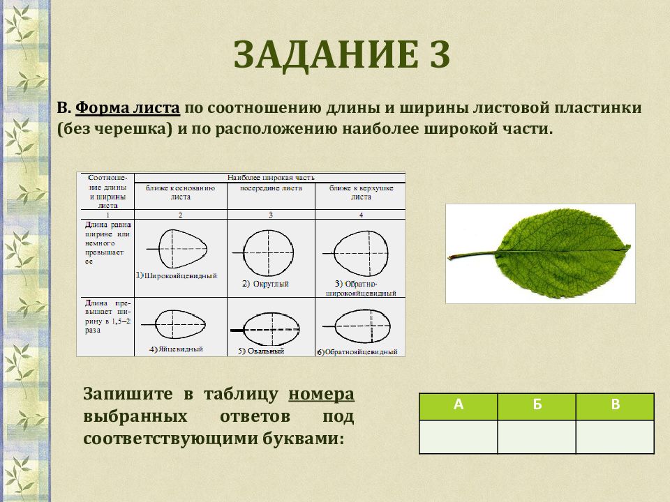 Форма листа ВПР по биологии 6. Форма листовой пластинки клена. Как определить форму листовой пластинки. Форма листовой пластинки липы.