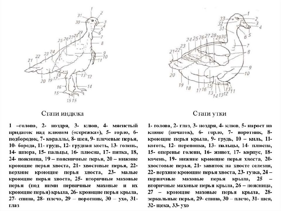 Анатомия гуся в картинках