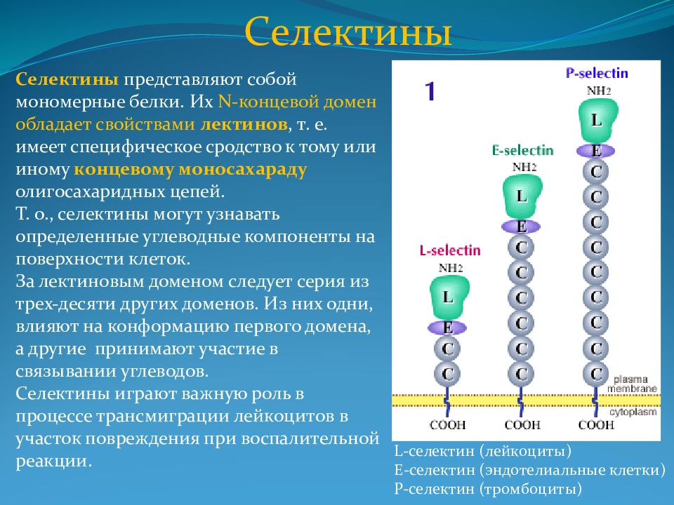 Их n. Селектины. Селектины классификация. Селектины и интегрины. Селектины функции.