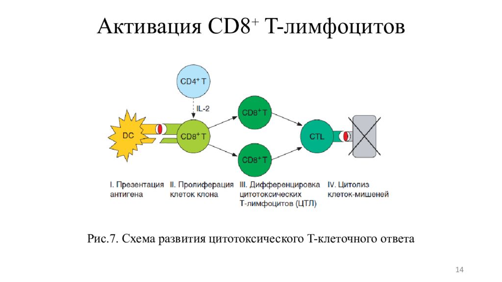 Cd т лимфоцитов. Активация т лимфоцитов схема. Цитотоксический cd4 т лимфоциты. Активация cd4+ т лимфоцитов. Cd8 лимфоциты функции.