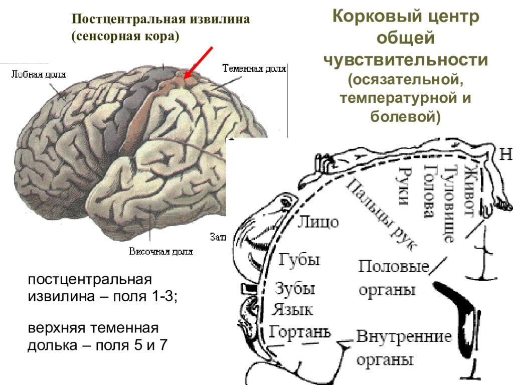 Корковые центры анализаторов находятся. Постцентральная теменная кора. Пост централ ная зона коры головного мозга. Нижние отделы постцентральной области коры больших полушарий. Центр общей чувствительности головного мозга.