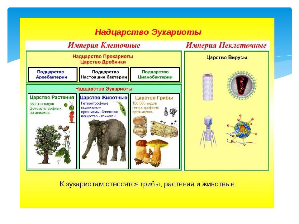 Презентация разнообразие организмов 5 класс