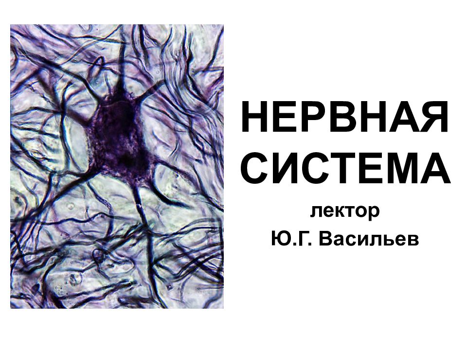 НЕРВНАЯ СИСТЕМА лектор Ю.Г. Васильев
