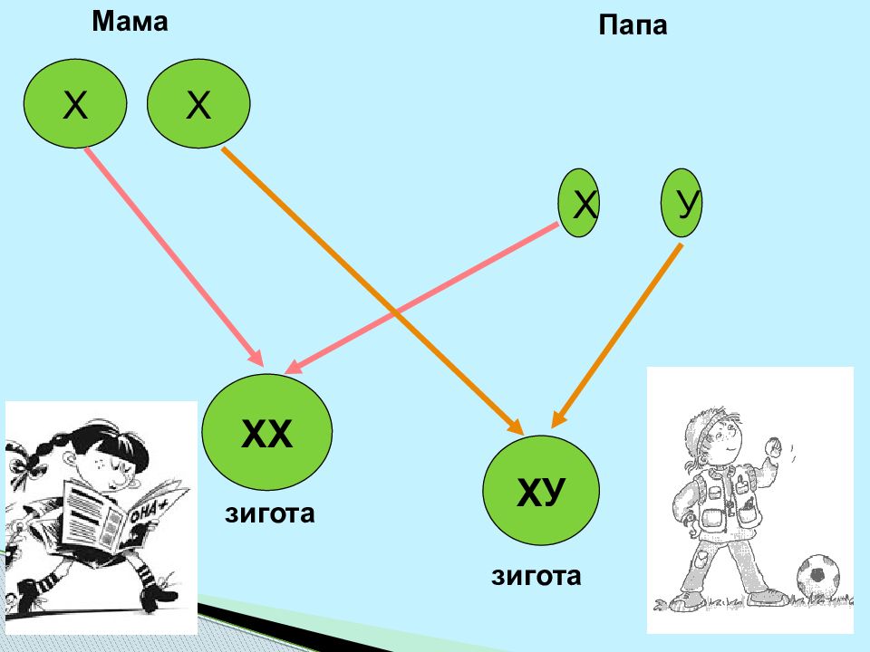 Презентация рост и развитие организмов