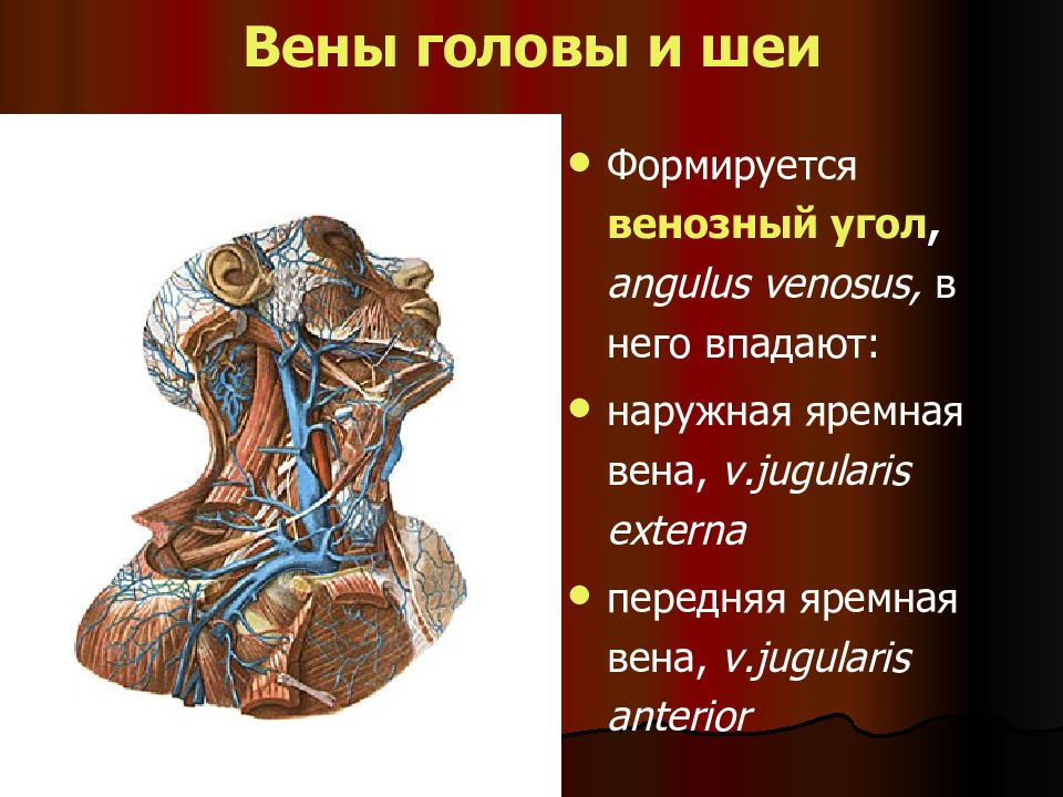 Презентация сосуды головы и шеи