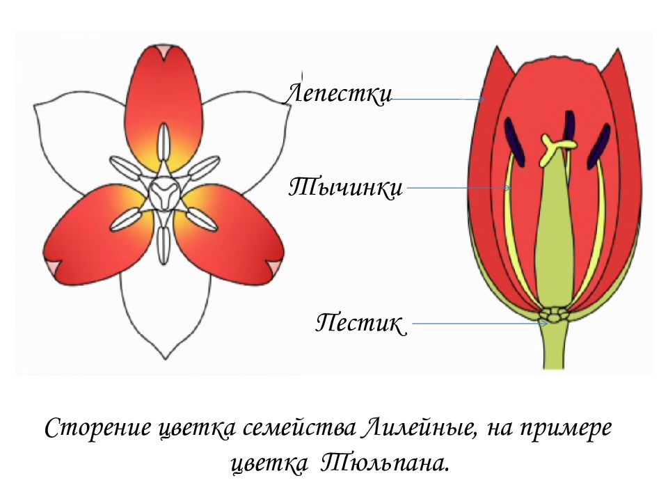 Формула и диаграмма лилейных