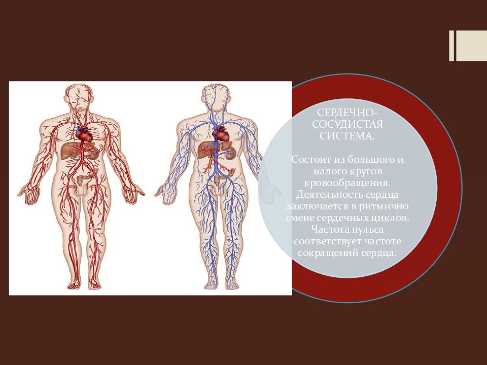 Презентация системы человеческого организма